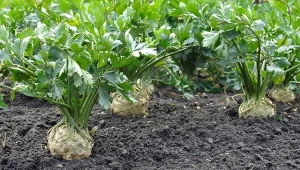 Przygotuj specjalny nawóz do selera, a urośnie duży i zdrowy.