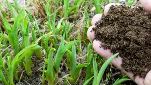 Gotowy do użycia kompost powinien mieć ciemnobrązowy kolor.