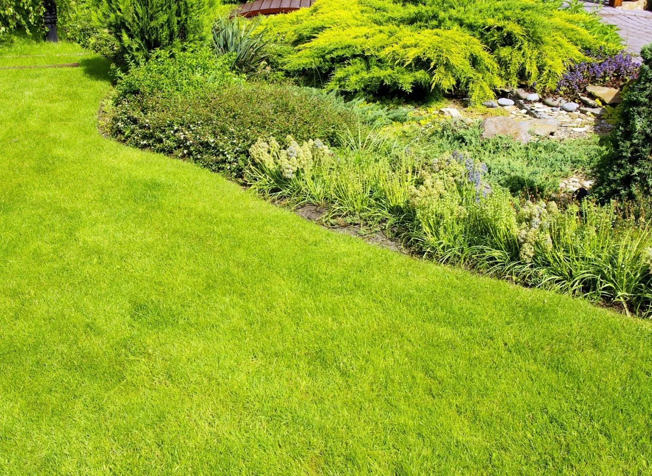 Jeśli zdecydujesz się na założenie trawnika samonawożącego latem, musisz pamiętać o częstym podlewaniu