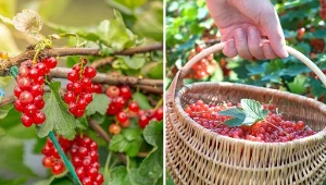 Jakie owoce zbieramy w lipcu? Lista jest długa, ale warto uwzględnić konieczność rozłożenia prac w czasie, nie wszystko da się zerwać na raz. Fot. egiss/Juniorgrafika/CanvaPro