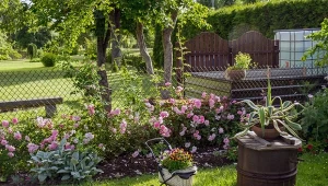 Sprawdź, jakie rośliny w ogrodzie trzeba przyciąć w lipcu.