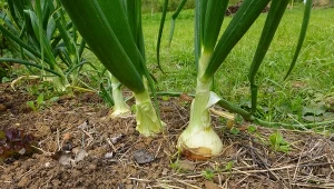 Pielęgnacja cebuli w lipcu wymaga odchwaszczania, podlewania i solidnej dawki odżywienia, bo wymagania pokarmowe na tym etapie wzrostu tylko rosną.