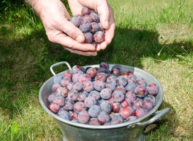Nie trzymaj owoców długo w dłoniach złożonych w koszyczek