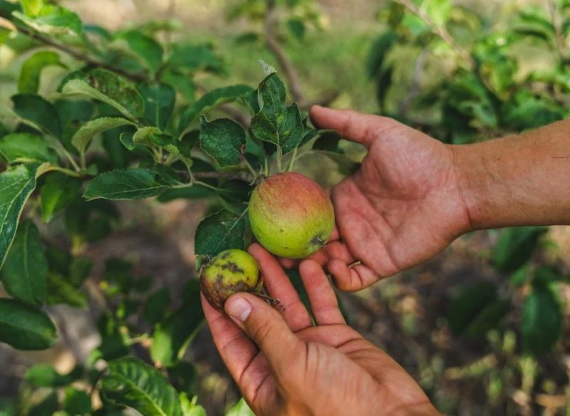 Ważne jest oddzielenie owoców niskiej jakości, uszkodzonych, chorych oraz tzw