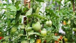 Podpowiadamy, dlaczego liście pomidorów żółkną i jak poradzić sobie z tym problemem.