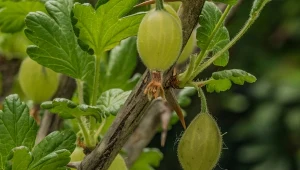 Jak uprawiać agrest pienny? To klucz do obfitych plonów