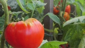 Jeśli chcesz wyhodować duże pomidory, pamiętaj o kilku ważnych zabiegach pielęgnacyjnych.