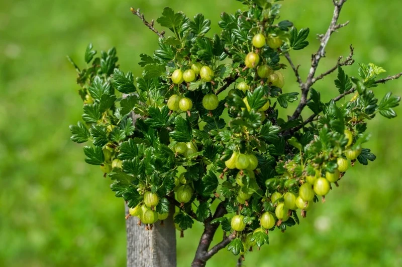 Agrest pienny jest łatwy w uprawie i odporniejszy od tego w formie krzewiastej