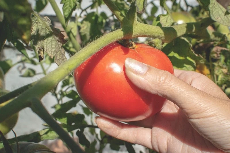 Pomidorom należy dostarczyć odpowiednich składników pokarmowych, aby mogły tworzyć duże owoce