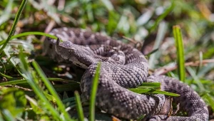 Węże żyją zwykle wśród kamieni i zaroślach.