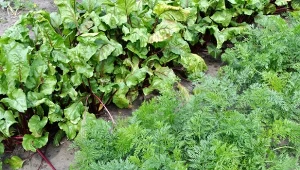 Jeśli stosujesz te nawozy, warzywa i kwiaty mogą chorować. Uważaj, czym je dokarmiasz