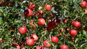 Jabłoń Fuji wyhodowana przed II wojną światową to stara odmiana o wyjątkowym smaku. Sprawdź, jak ją uprawiać, by plon przerósł oczekiwania.