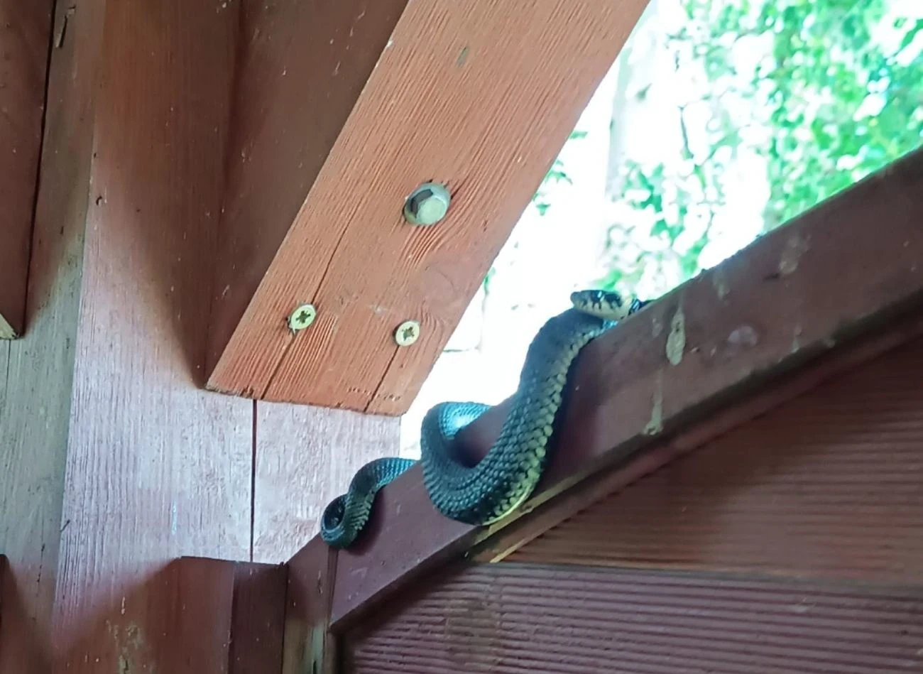 Wąż może wpełznąć do altany, a nawet do domu