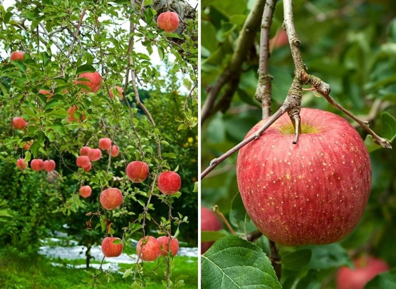 Owoce jabłoni Fuji mają różowoczerwoną skórkę z delikatnymi, żółtawymi smugami