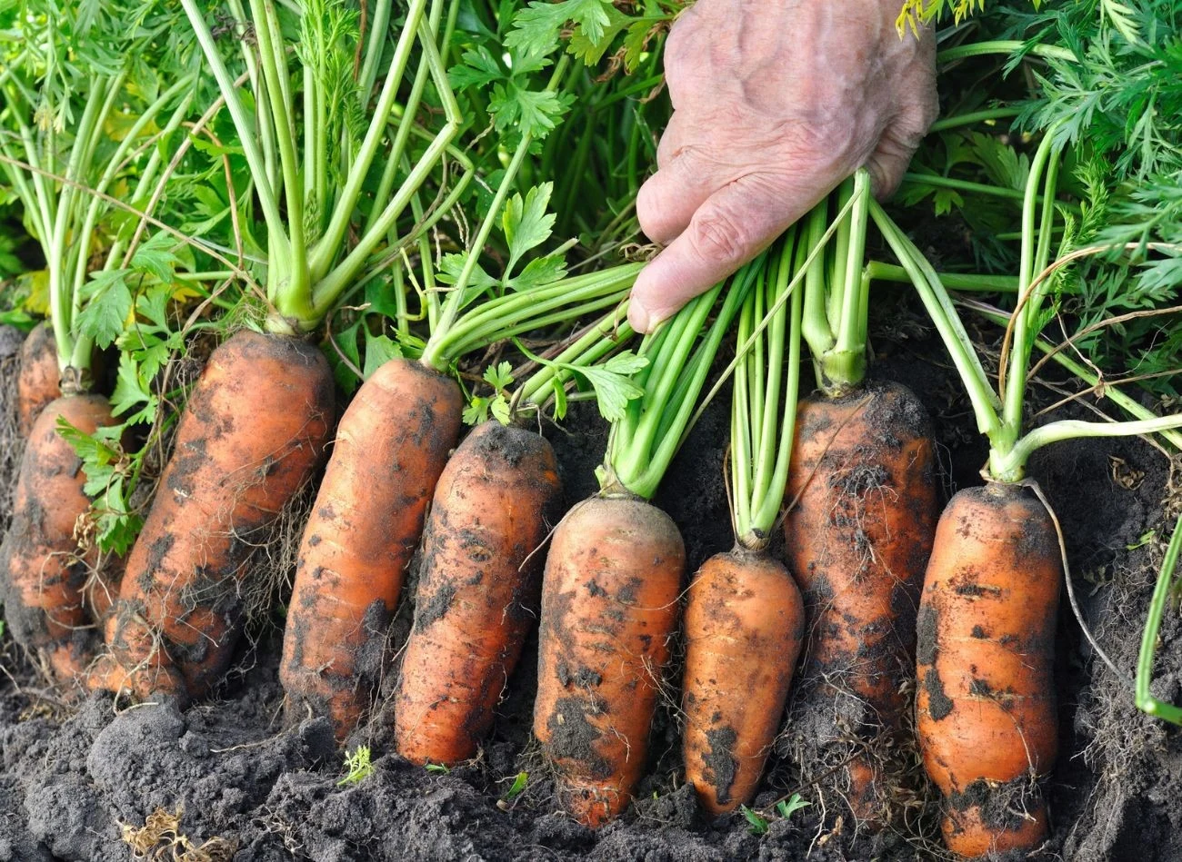 Chemikalia zawarte w sztucznych mogą przenikać do roślin, które dokarmiamy w ten sposób