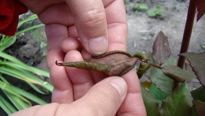 Jak przygotować bezpieczny dla roślin oprysk na mszyce? Przyda się produkt, który zwykle ląduje w koszu na śmieci.