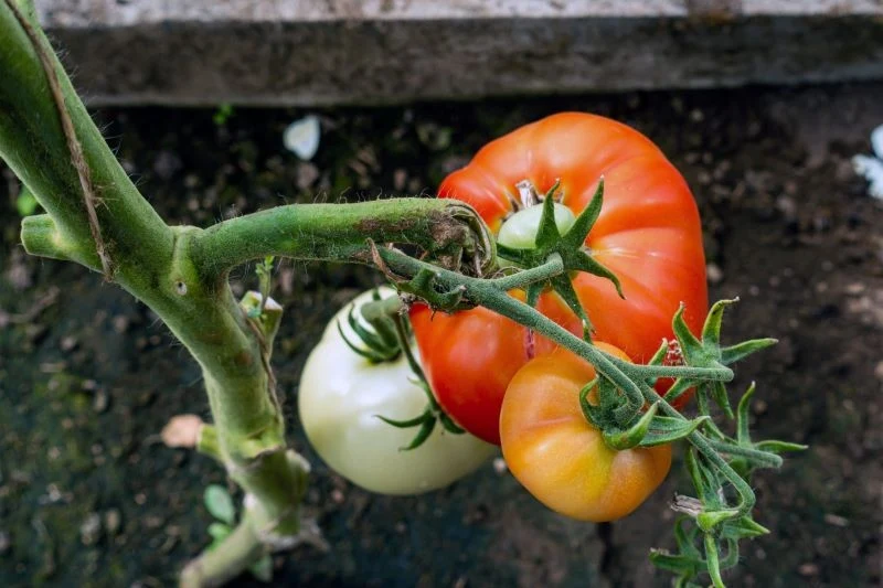 Na smak pomidorów wpływają m