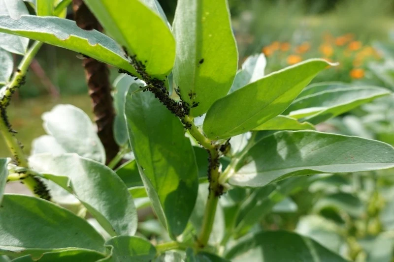 Mszyce mogą osłabić rośliny, a nawet przyczynić się do ich obumarcia