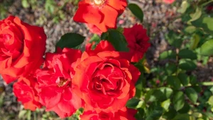 Róże potrzebują nawożenia kilka razy w sezonie. Czym je dokarmiać, by obficie kwitły?