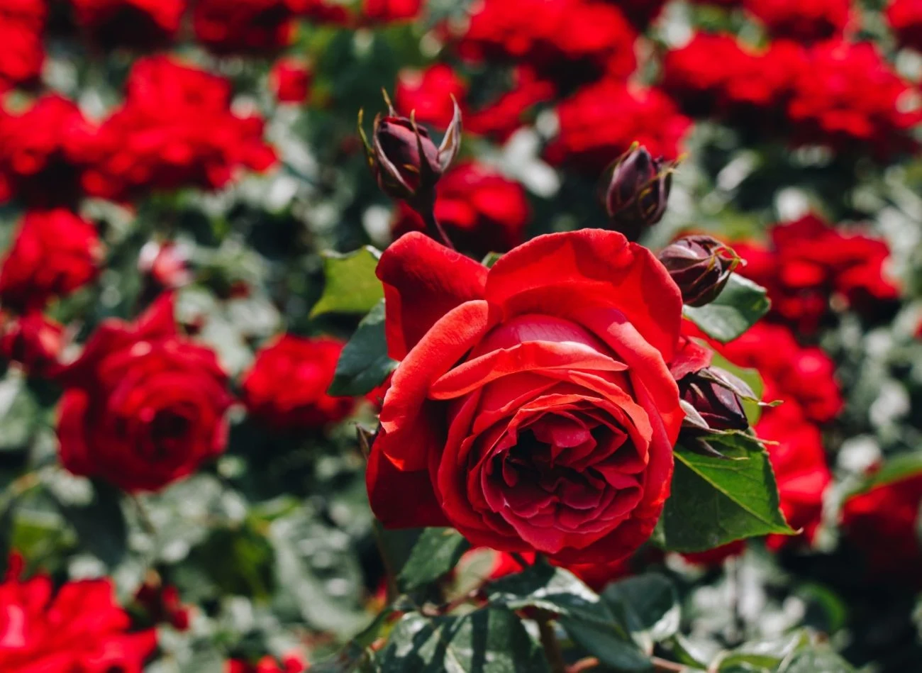 Róże można sadzić w ogrodzie cały sezon, najpóźniej do października