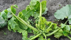 Dlaczego cukinia nie zawiązuje owoców. Przyczyn może być kilka. Fot. yuris010/!23RF.com