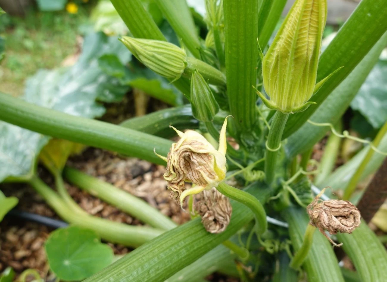 Kwiaty cukinii rozwijają się rano, w słoneczny dzień, zwykle na ok