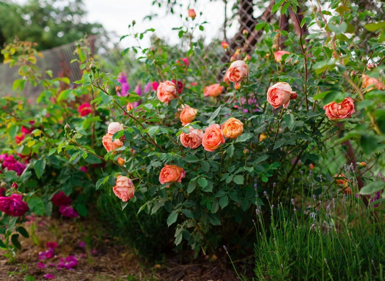 Róże należy nawozić dwa lub trzy razy w sezonie, według określonego harmonogramu