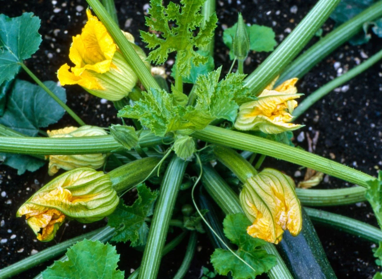 Cukinia, żeby prawidłowo rosnąć, potrzebuje dużo przestrzeni