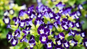 Torenia fournieri to piękna alternatywa dla bratków.