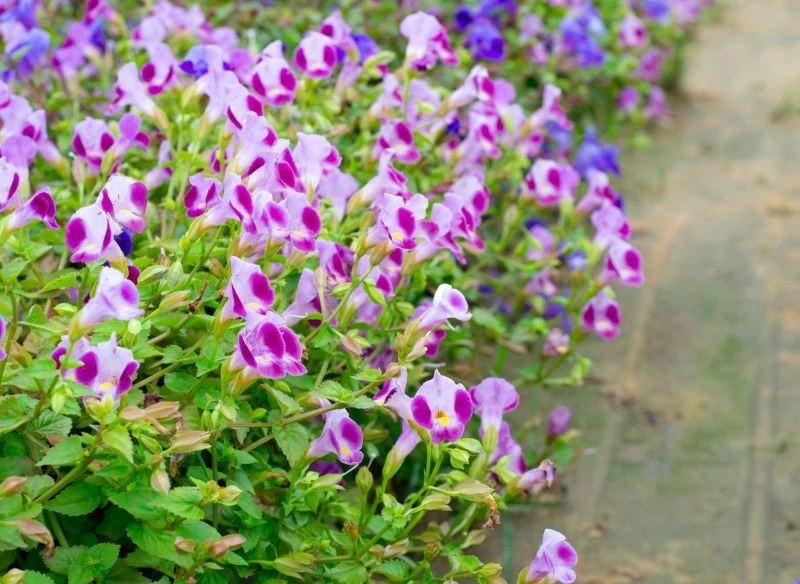 Urokliwą torenię możemy posadzić na obrzeżu rabaty