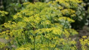 Spóźniłeś się z uprawami? Sprawdź, czy można jeszcze raz wysiać koper. Odpowiedź cię zaskoczy – na uprawę masz jeszcze czas.