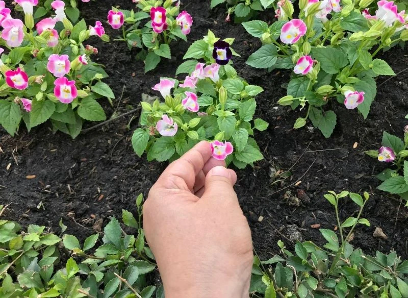 Torenia fournieri jest prosta w pielęgnacji i nie wymaga wielu zabiegów, choć nie możemy zaniedbać jej podlewania