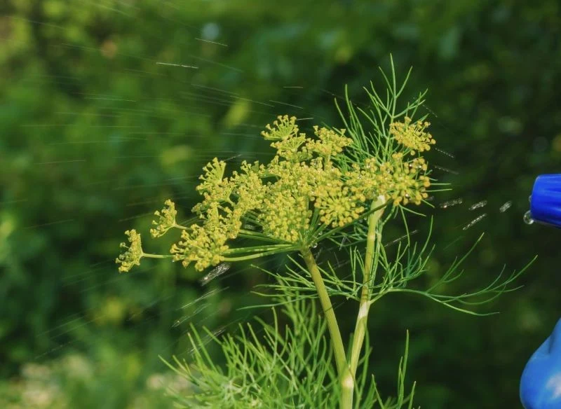 Oprysk zielonych części kopru roztworem z czosnku to prosty i naturalny sposób na odstraszenie mszyc, zanim rozpoczną prawdziwą inwazję