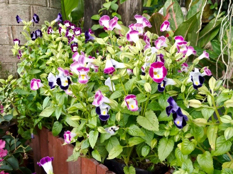 Torenię można uprawiać w donicy na balkonie lub tarasie