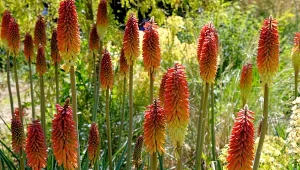 Trytoma groniasta (Kniphofia uvaria) – jak ją uprawiać?