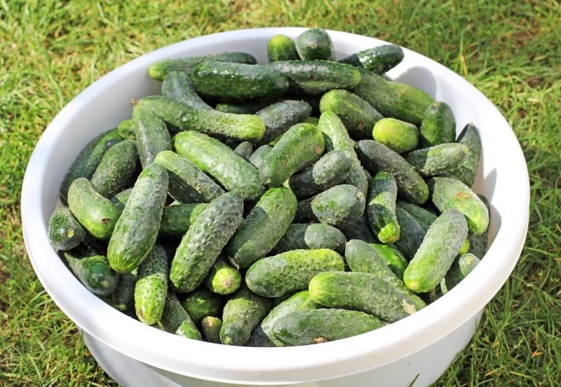 Jak uzyskać duży plon ogórków