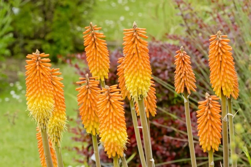 Trytoma groniasta występuje w licznych odmianach, które różnią się między sobą przede wszystkim barwą kwiatów