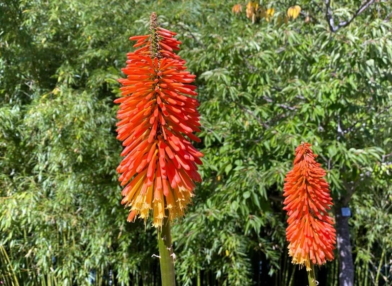 Trytoma groniasta przyciąga uwagę egzotycznymi kwiatostanami, które przypominają płonącą pochodnię