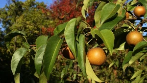 Grusza azjatycka, drzewo z Japonii, daje złote, kuliste owoce, które smakiem zachwycają zarówno w przetworach, jak i świeżo zerwane z gałęzi.