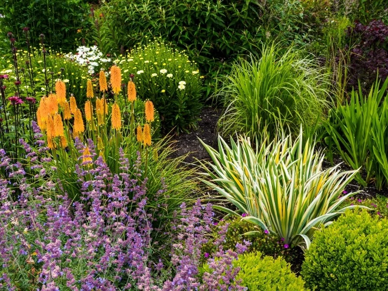 Trytoma groniasta doskonale komponuje się z innymi bylinami, trawami ozdobnymi oraz niskimi krzewami