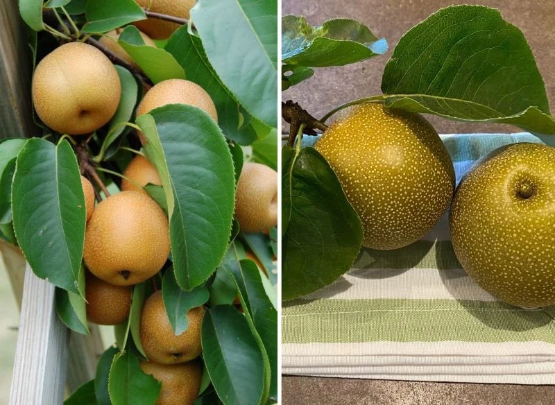 Dorodne gruszki azjatyckie to idealny składnik ciast, przetworów, deserów słodkich i wytrawnych przystawek, a także sałatek