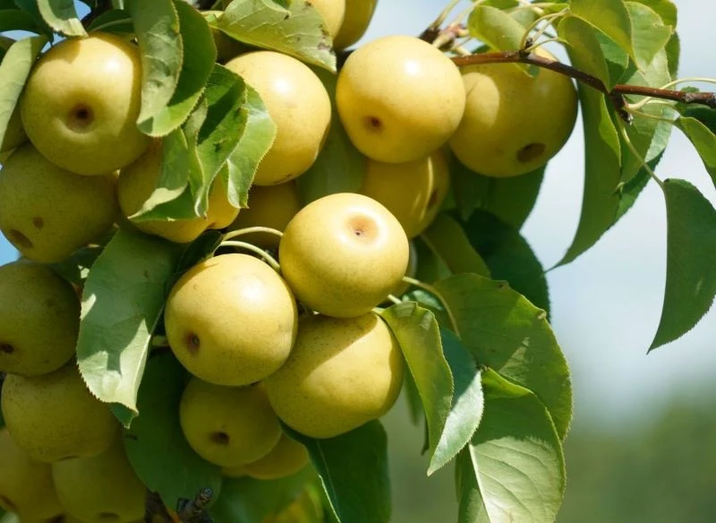 Owoce na drzewie przypominają jabłka, jednak w smaku gruszki azjatyckie łączą w sobie najlepsze cechy obu tych gatunków