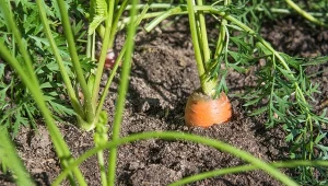 Po tej odżywce marchew nigdy nie pęka, jest zdrowa i twarda. Stosuj co 2-3 tygodnie
