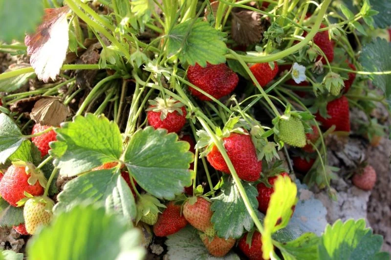 O przyszłoroczne owocowanie truskawek warto zadbać jeszcze w tym sezonie