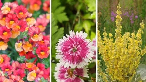 W lipcu można posadzić jeszcze wiele kwiatów, które będą zrobić ogród całe lato. Fot. schnuddel/Deidre Frtaser/halitomercamci /CanvaPro