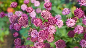 Spośród wielu barwnych gatunków bez trudu wybierzesz najpiękniejsze odmiany jarzmianek, do wielokwiatowych kompozycji rabatowych. Poznaj najciekawsze propozycje i dowiedz się, z czym je łączyć.