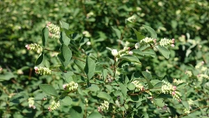 Śnieguliczka biała (Symphoricarpos albus) – uprawa, wymagania