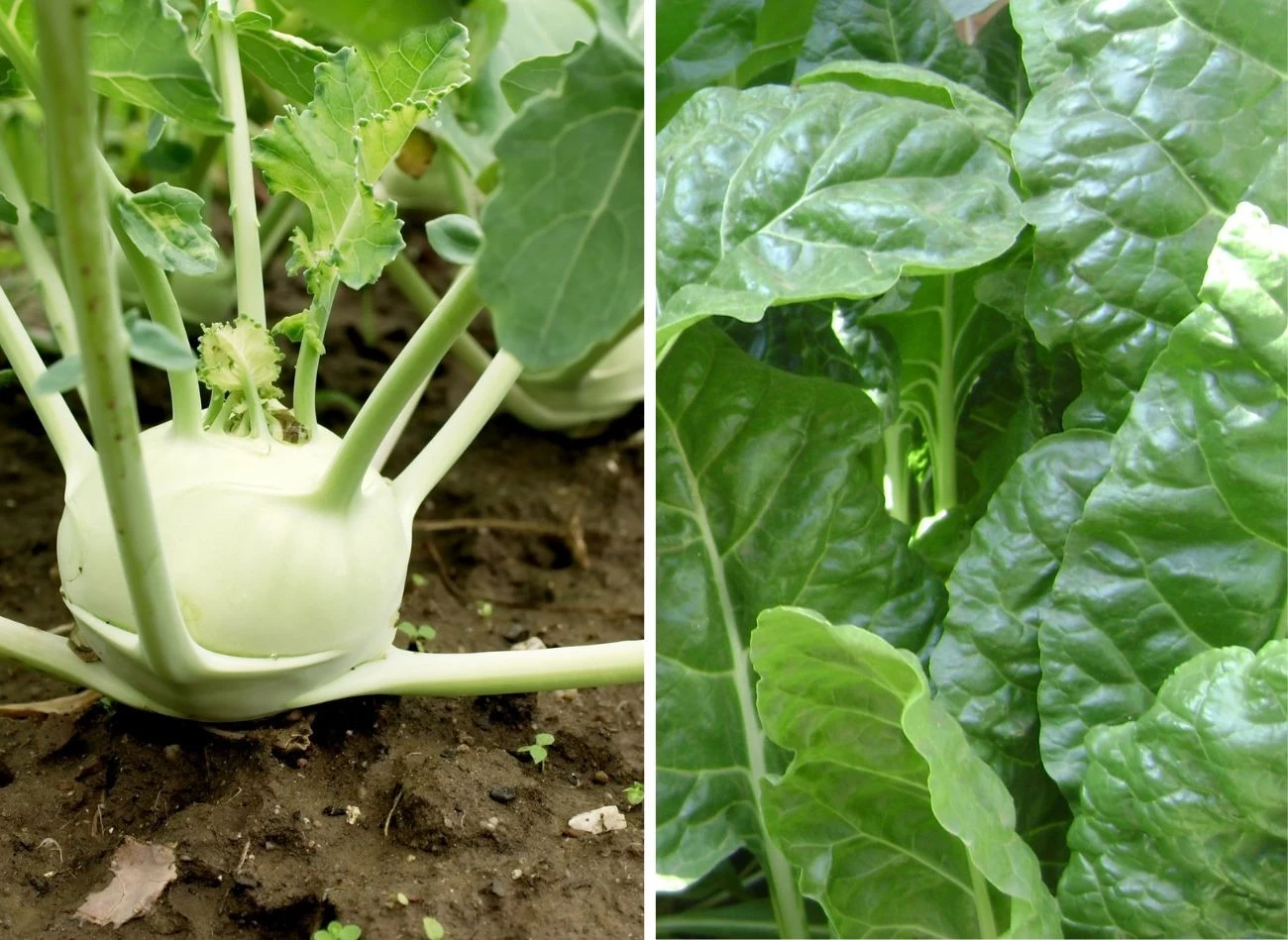 Warto posadzić również kalarepę i szpinak