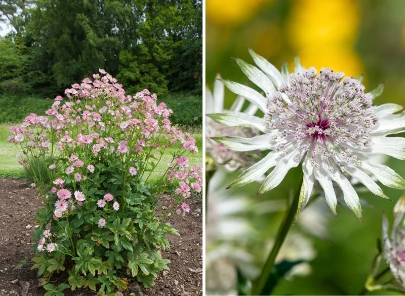 Już nawet jedna samotna kępa potrafi mocno się rozrosnąć