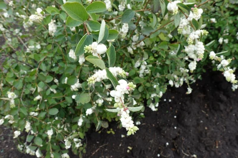 Śnieguliczka będzie dobrze rosła na każdym stanowisku